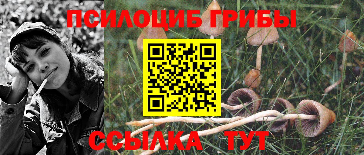 Галлюциногенные грибы Psilocybe Заводоуковск